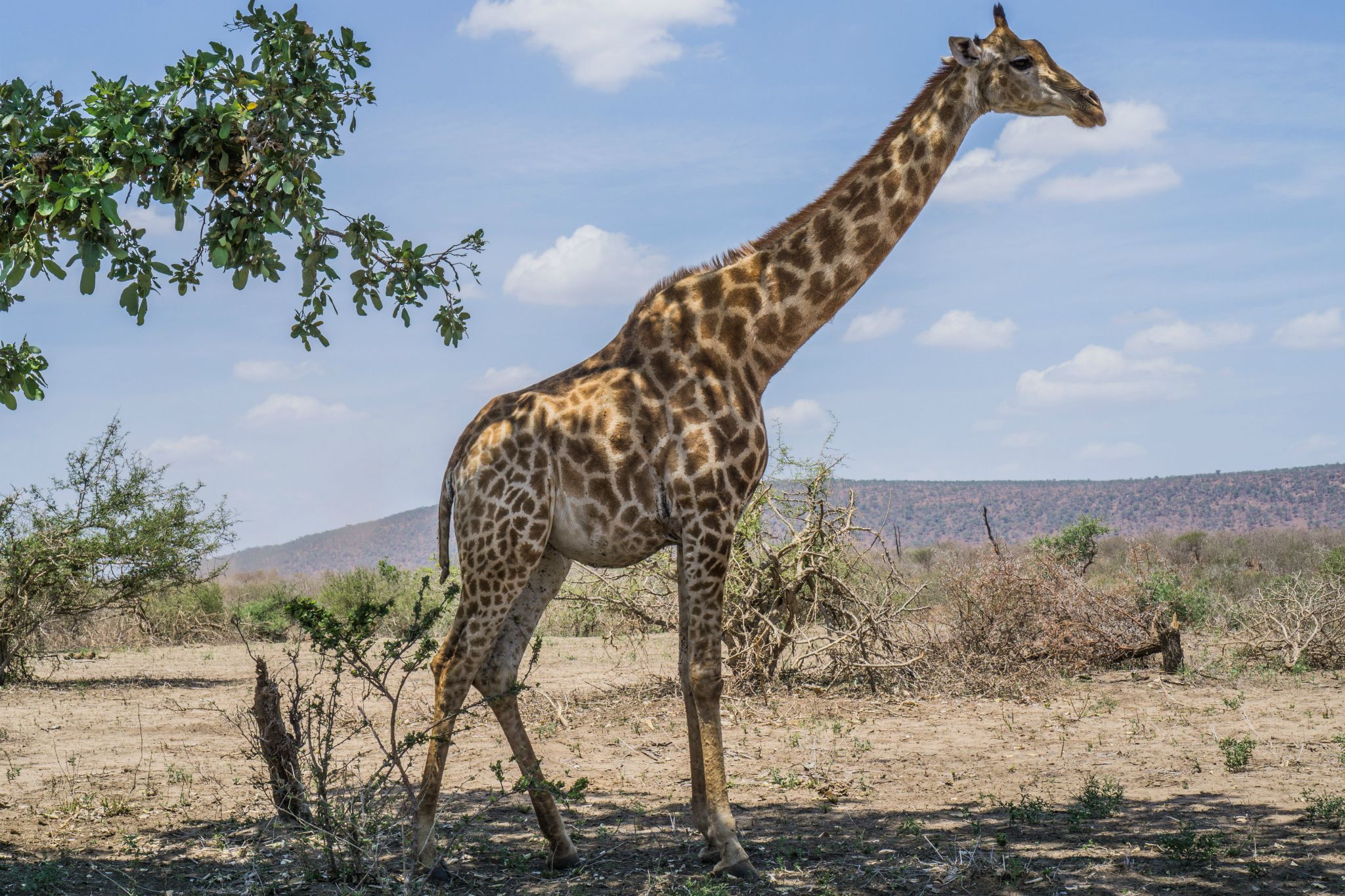 Giraffe @ Kruger National Park