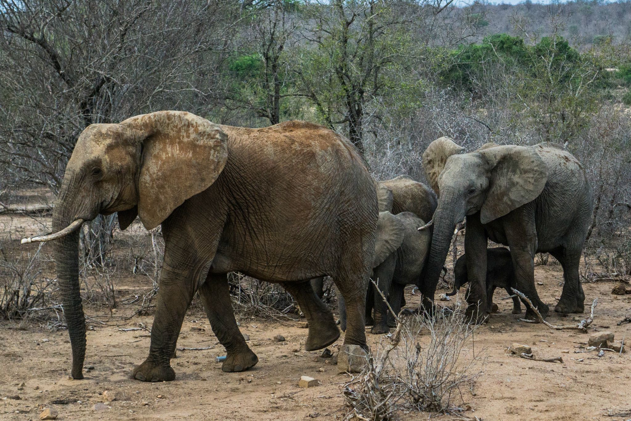Elephant Crossing @ Kruger National Park