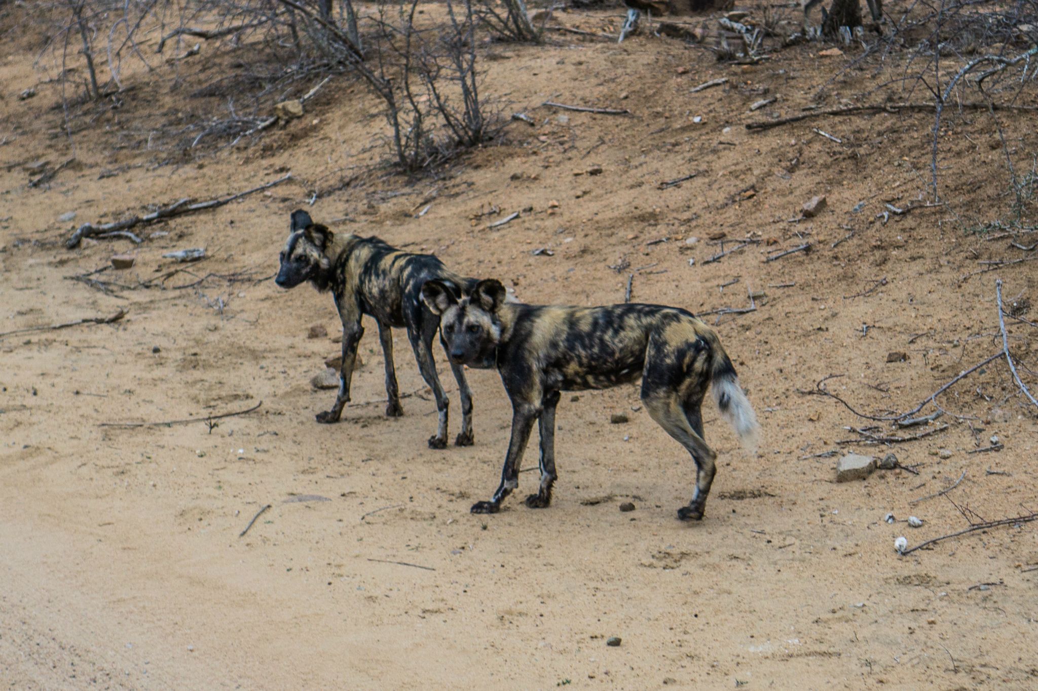 Wild Dogs @ Kruger National Park