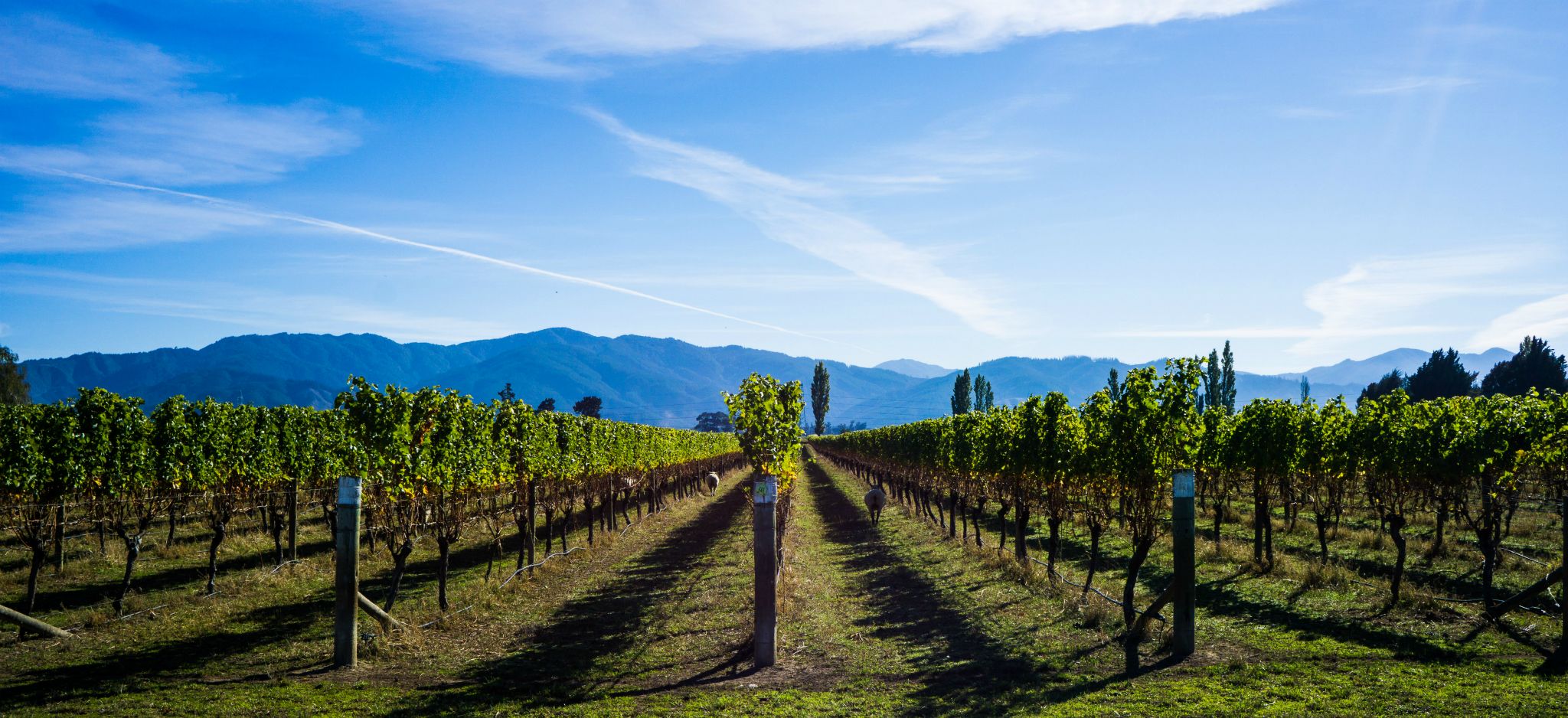 Blenheim Vineyards