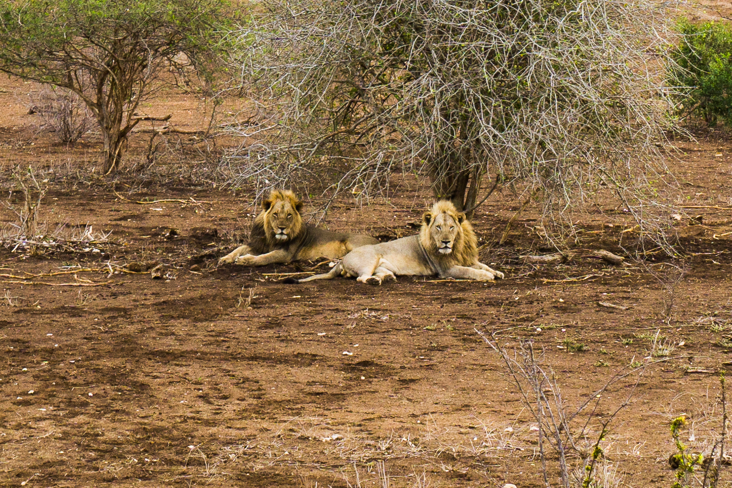 Lion Pals @ Kruger National Park.